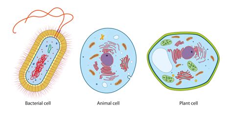 how are bacterial cells similar to plant cells